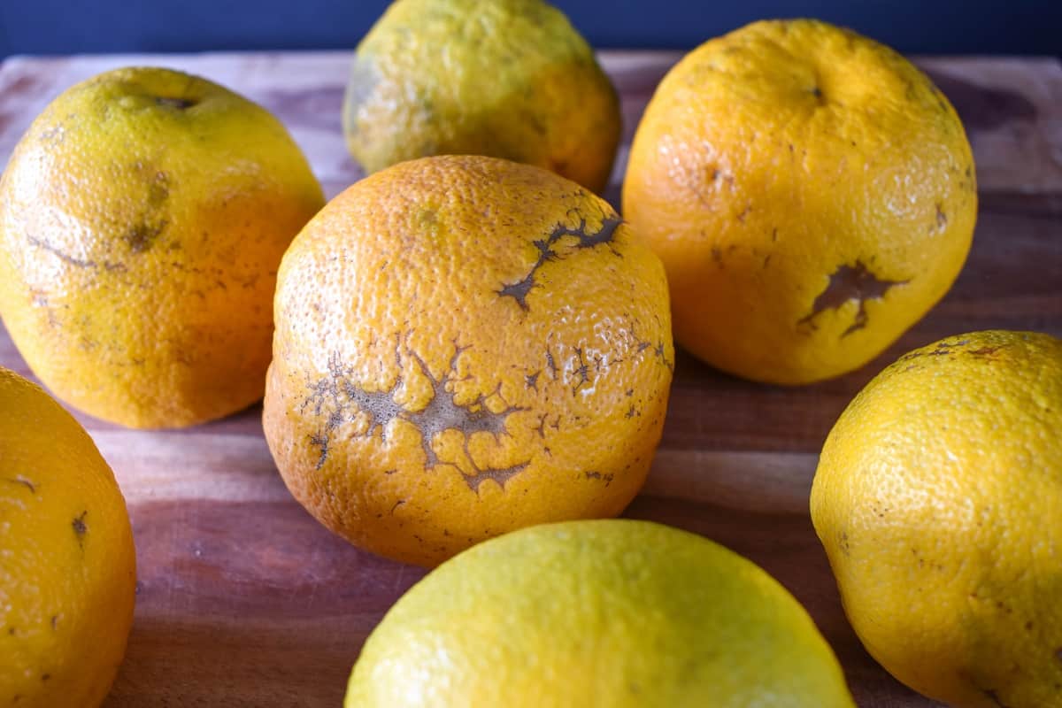 Sour oranges displayed on a wood cutting board.